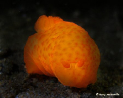 Glow worm??  I easily saw this bright orange nudi from a ... by Larry Medenilla 